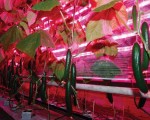 leds-in-plant-growth_05